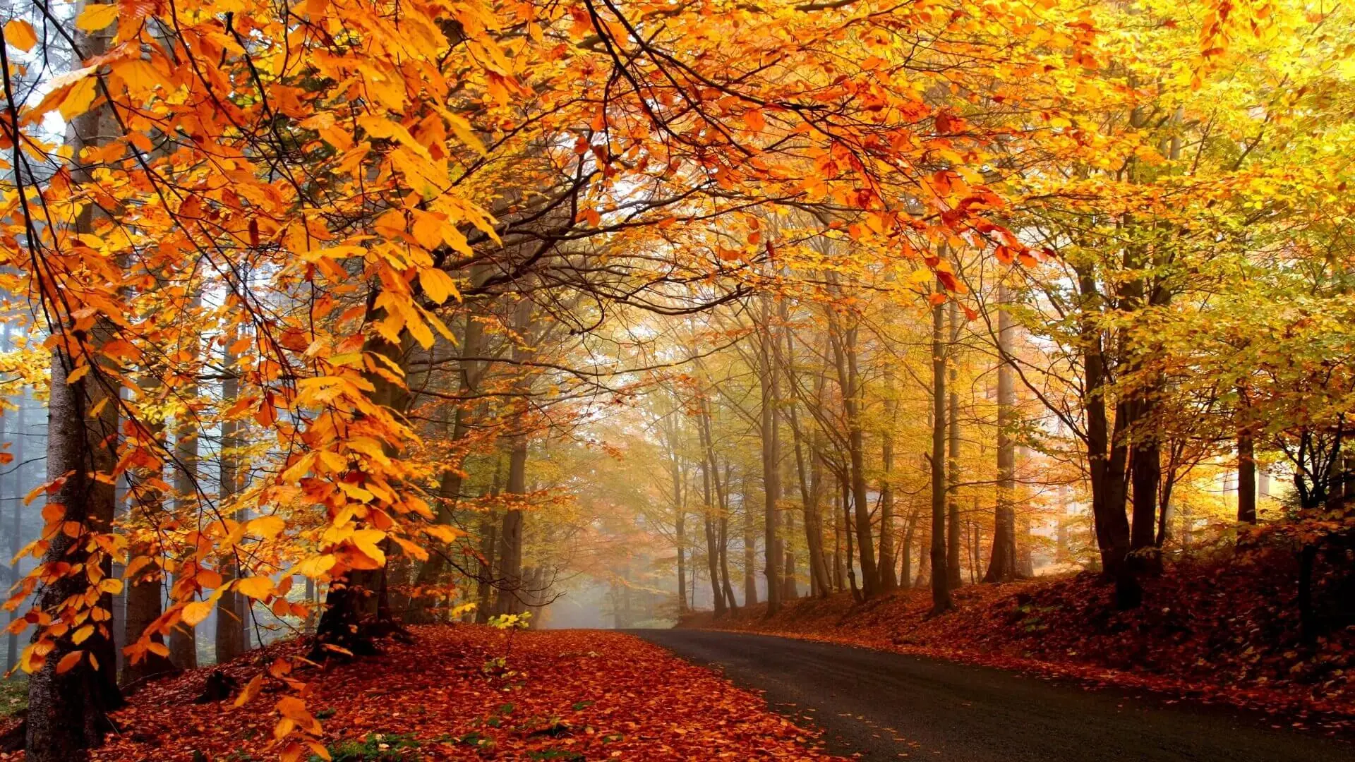 Exploring Madeira's Autumn Charm: A Car Rental Guide