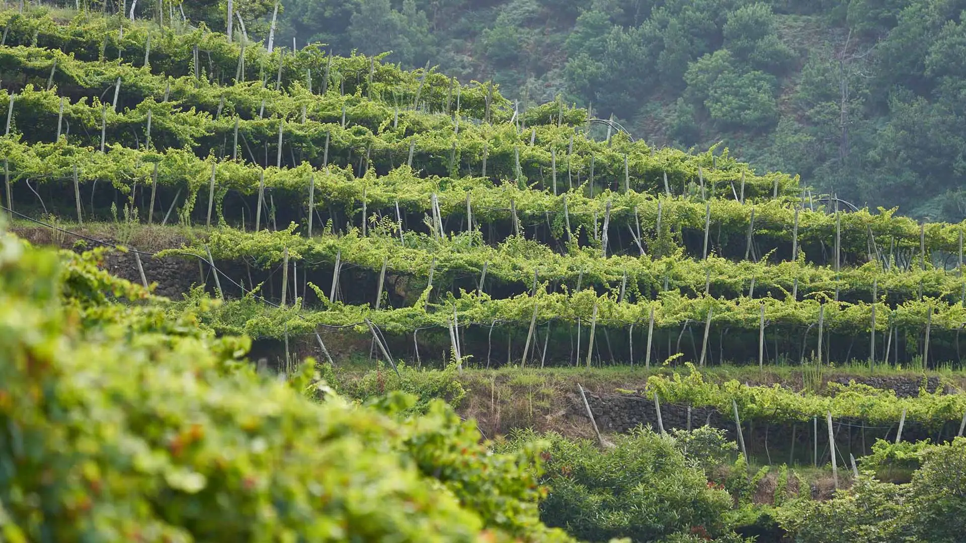 Madeira's Wine Country: A Car Rental Tour